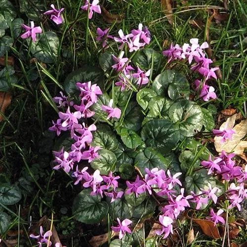 Cyclamen coum