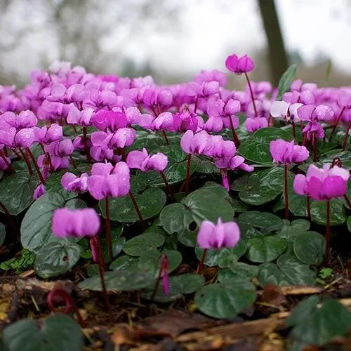 Cyclamen coum