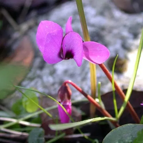 Cyclamen coum