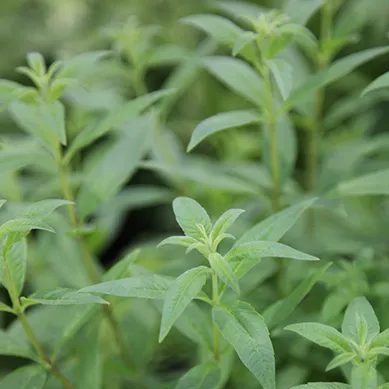 Lemon Verbena (Aloysia citrodora)